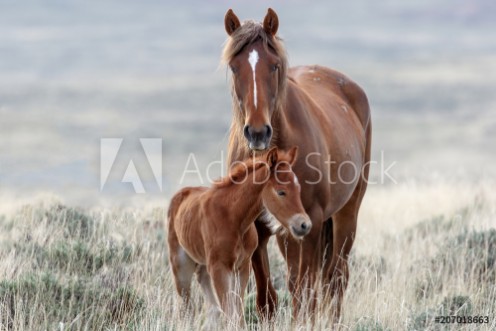 Picture of Wild Horses